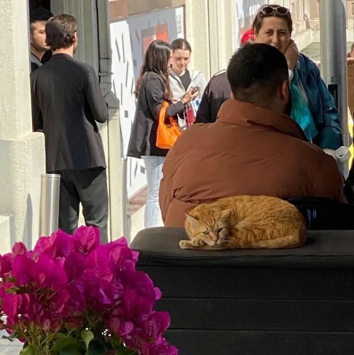 A ginger cat resting on a bench in a busy Istanbul street, showcasing the city of cats charm.