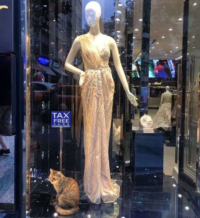 Cat sitting next to a mannequin in an elegant dress inside a boutique window in Istanbul, known as the city of cats.