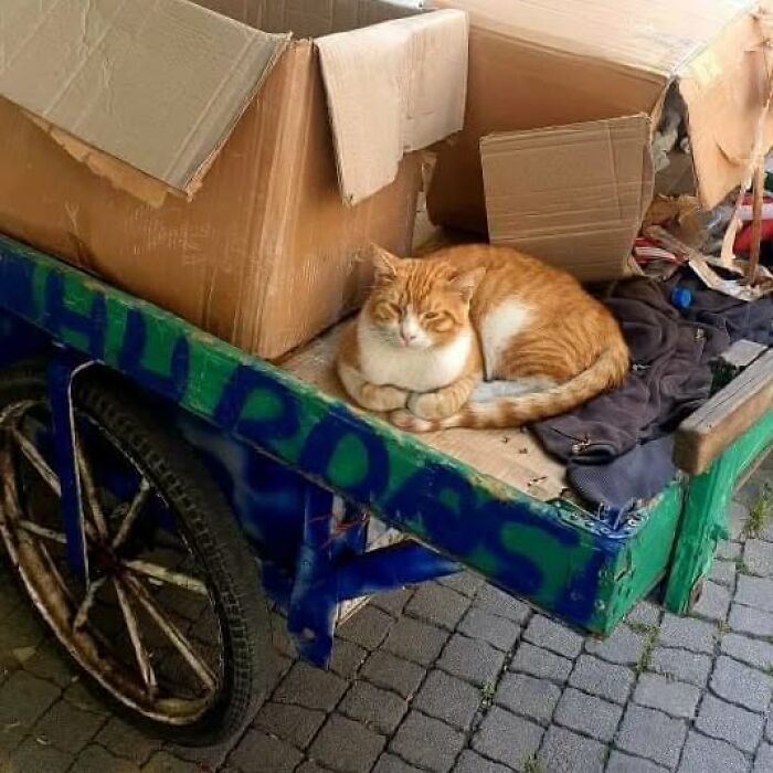 A ginger and white cat resting on a cart among cardboard boxes, showcasing Istanbul as the city of cats.