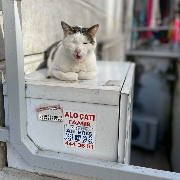 A relaxed cat resting on a white box in an Istanbul street, showcasing why the city is known as the city of cats.