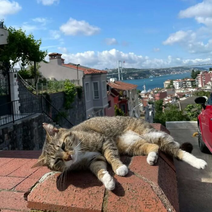 A cat lounging on a brick wall with a scenic view of Istanbul, highlighting the city of cats vibe.