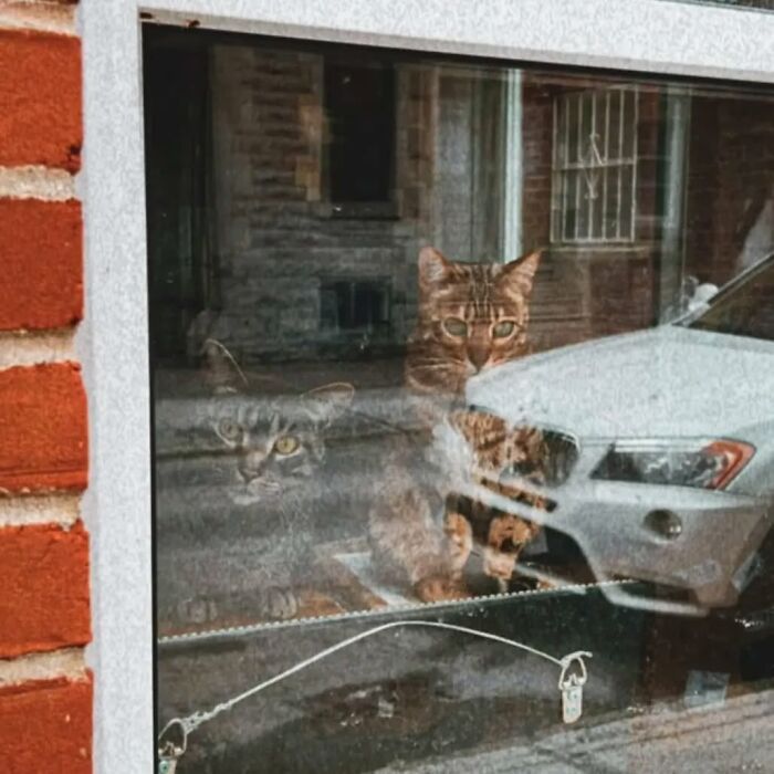 Two cats sitting behind a glass window with reflections of a car and buildings, showcasing Istanbul’s city of cats vibe.