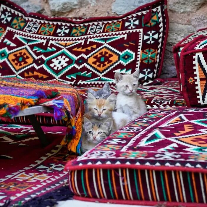 Four kittens nestled among colorful patterned cushions and rugs, capturing Istanbul’s charm as the city of cats.
