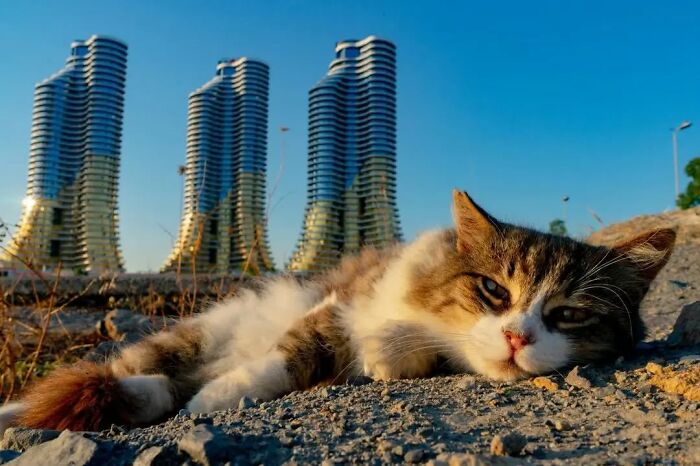 A relaxed cat lying on the ground in Istanbul city, showcasing why Istanbul is known as the true city of cats.