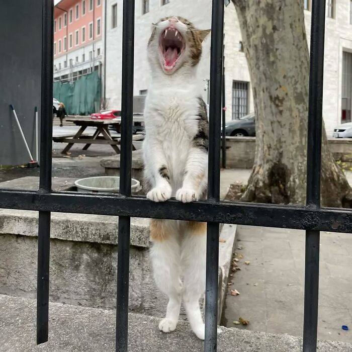 Cat standing and yawning behind a black metal fence in an urban area, showcasing Istanbul’s famous city of cats charm.