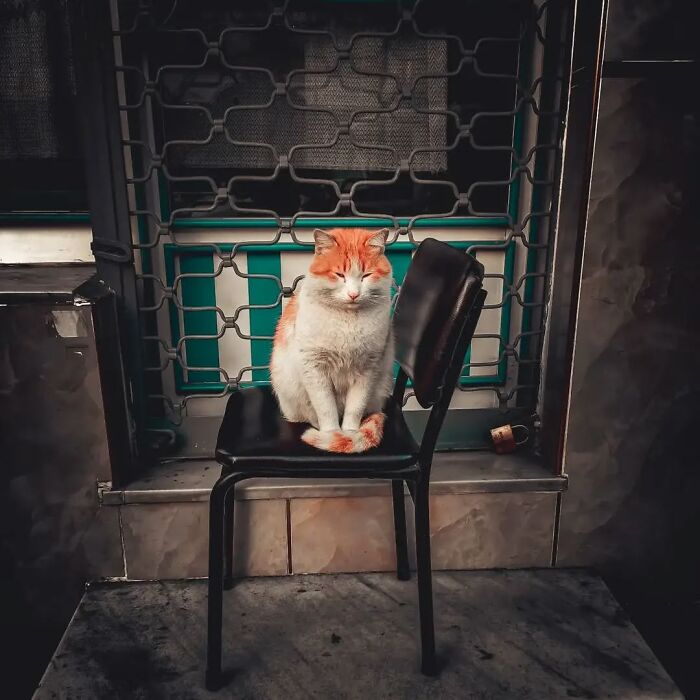 A content orange and white cat sitting peacefully on a black chair in Istanbul, showcasing the city's charm as the city of cats.