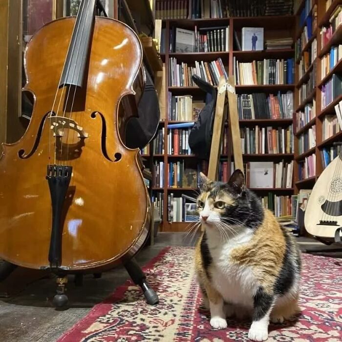 Calico cat sitting on a patterned rug in a cozy Istanbul room filled with books and musical instruments.