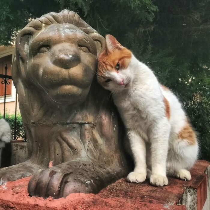 A friendly cat leaning against a stone lion statue in Istanbul, highlighting the city's charm as the city of cats.