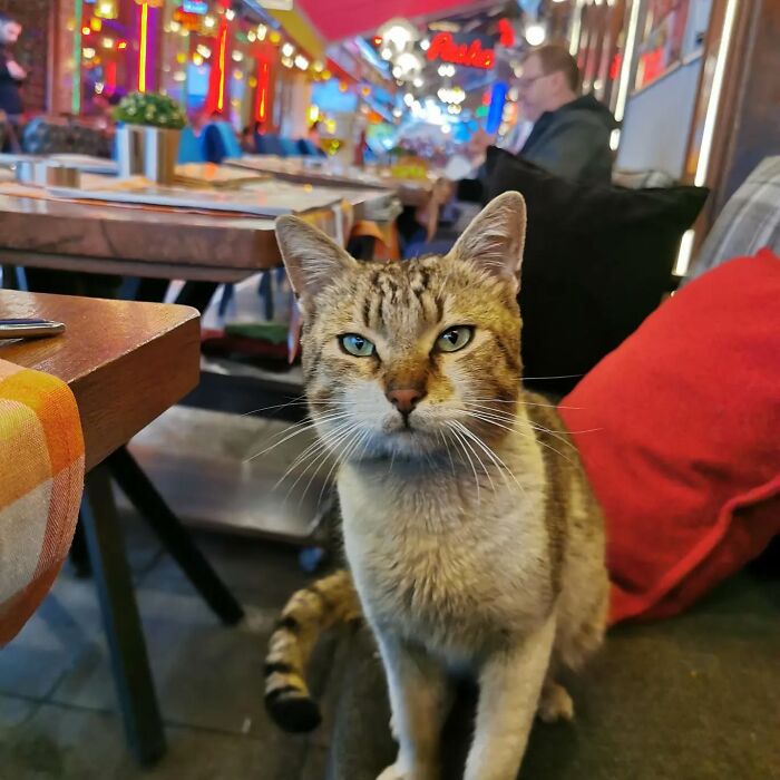 Tabby cat with striking eyes sitting in a colorful cafe, capturing the charm of Istanbul as the city of cats.