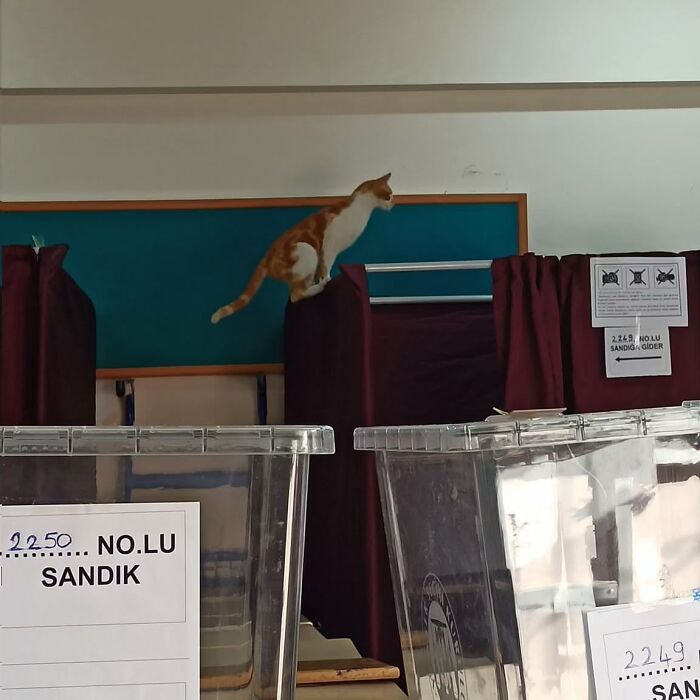 Orange and white cat perched on a voting booth inside a polling station, showcasing Istanbul as the city of cats.