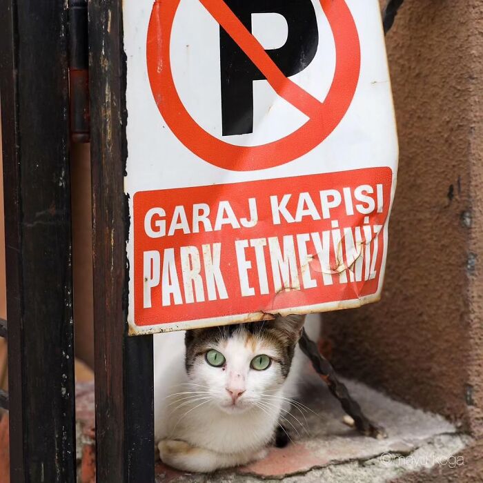 Cat with green eyes peeking from under a no parking sign, illustrating why Istanbul is the true city of cats.