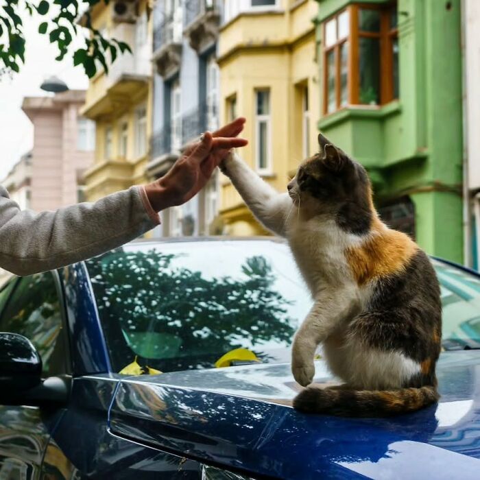 A calico cat giving a high five to a person on a car hood in Istanbul, capturing the city of cats charm.
