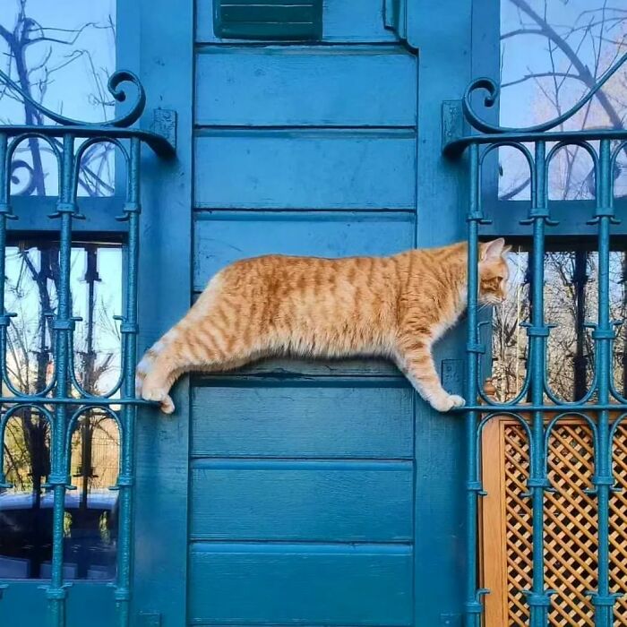 Orange tabby cat stretching and balancing between blue metal railings in Istanbul, showcasing the city's city of cats charm.