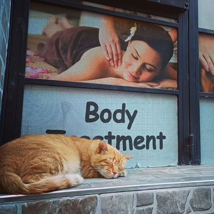 Ginger cat peacefully sleeping outside a spa, showcasing Istanbul's charm as the city of cats.