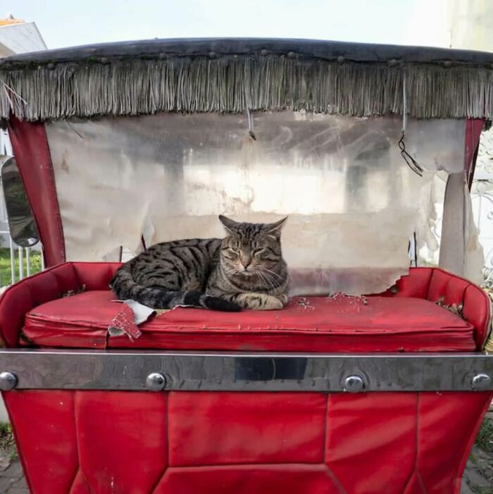 Tabby cat resting on a worn red seat in Istanbul, showcasing the city’s charm as the world’s true city of cats.