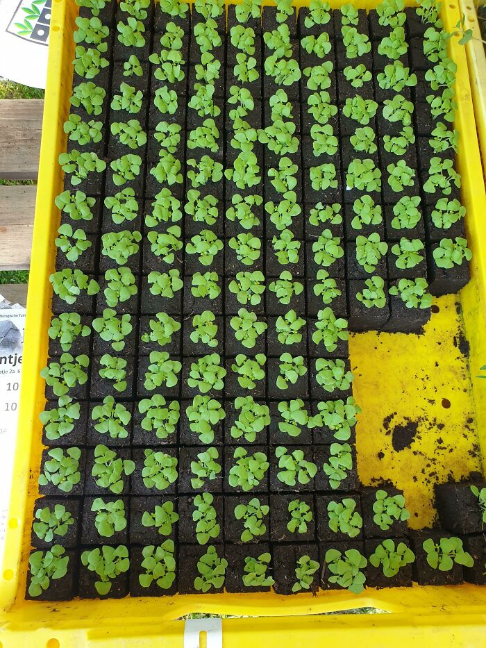 Tray of young green seedlings growing in soil, related to forbidden foods to resist for your own good.
