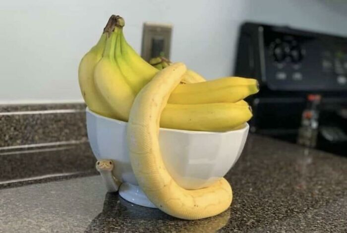 A cluster of bananas in a white bowl with a pale yellow snake wrapped around it on a kitchen counter.