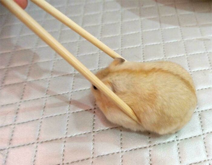 Small hamster being gently held with wooden chopsticks on a quilted surface, illustrating forbidden foods concept.