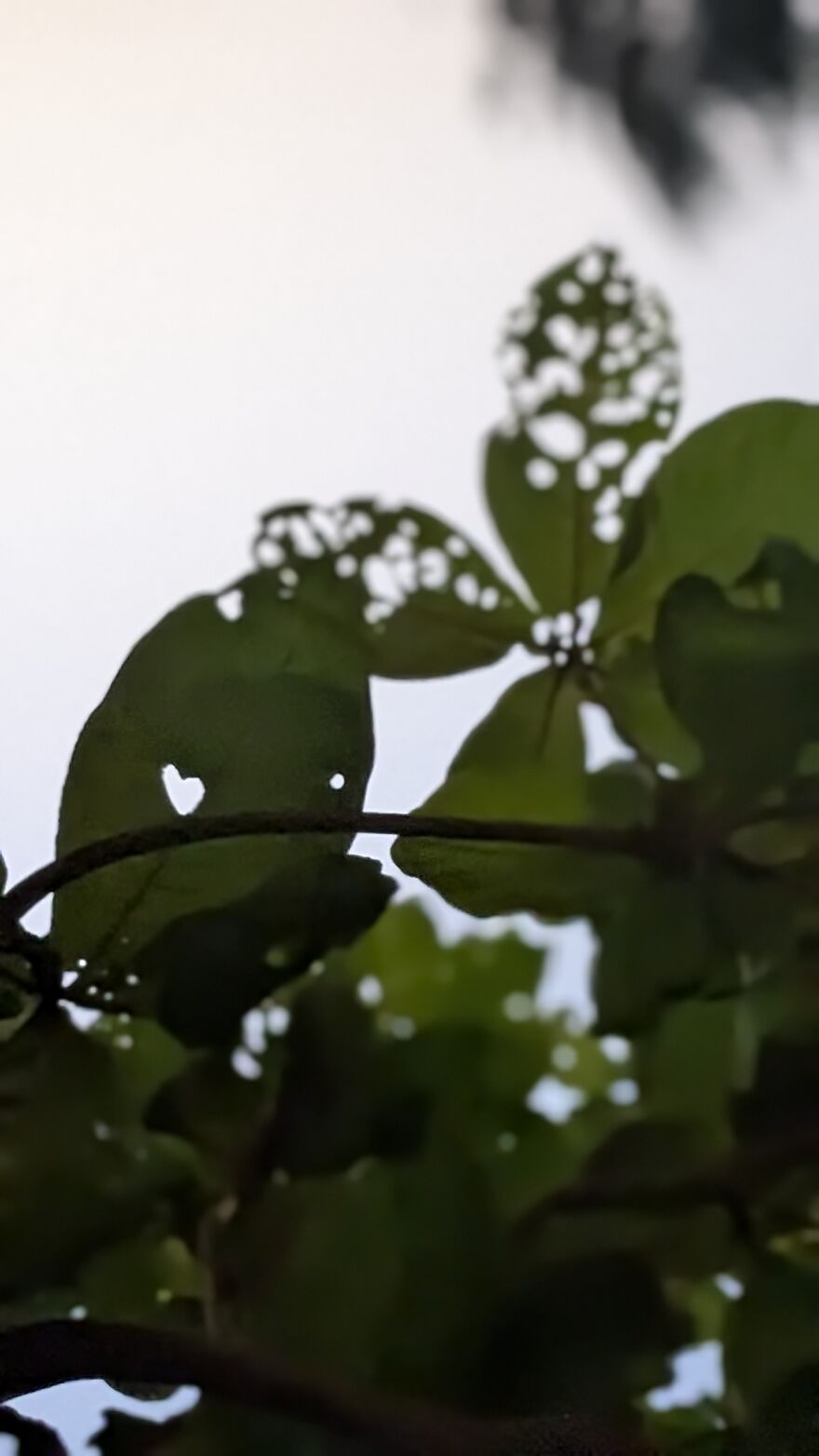 The Universe Sent Me Heart-Shaped Things When I Needed Hope &mdash; A Tiny Selection Of My Heart Shape Pictures