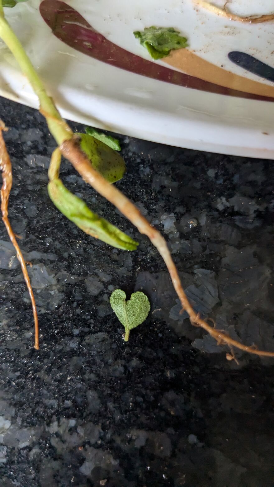 The Universe Sent Me Heart-Shaped Things When I Needed Hope &mdash; A Tiny Selection Of My Heart Shape Pictures