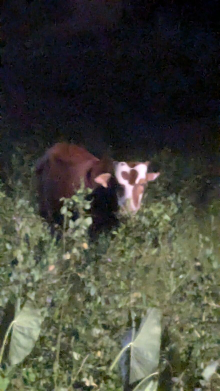 The Universe Sent Me Heart-Shaped Things When I Needed Hope &mdash; A Tiny Selection Of My Heart Shape Pictures