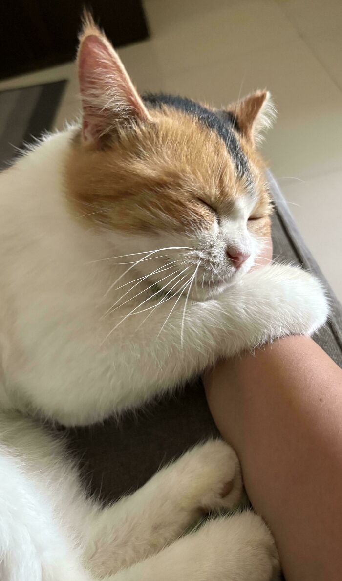 Calm cat hugging a person's arm indoors, capturing a wholesome internet moment showing kindness and warmth online.