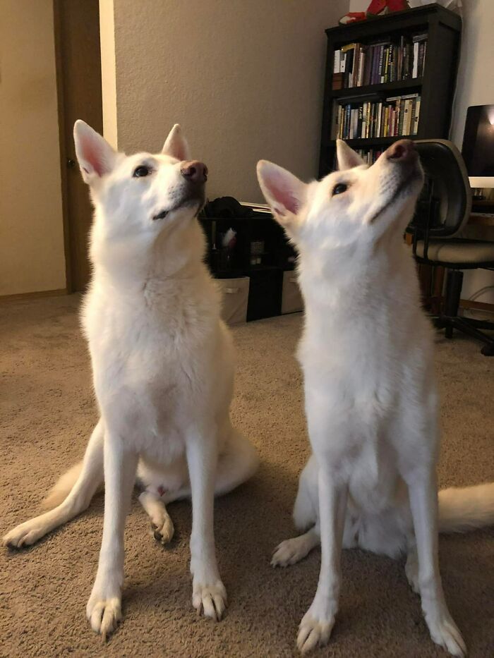 Two white dogs sitting on carpet indoors, looking up attentively, showing how dogs make our lives better.
