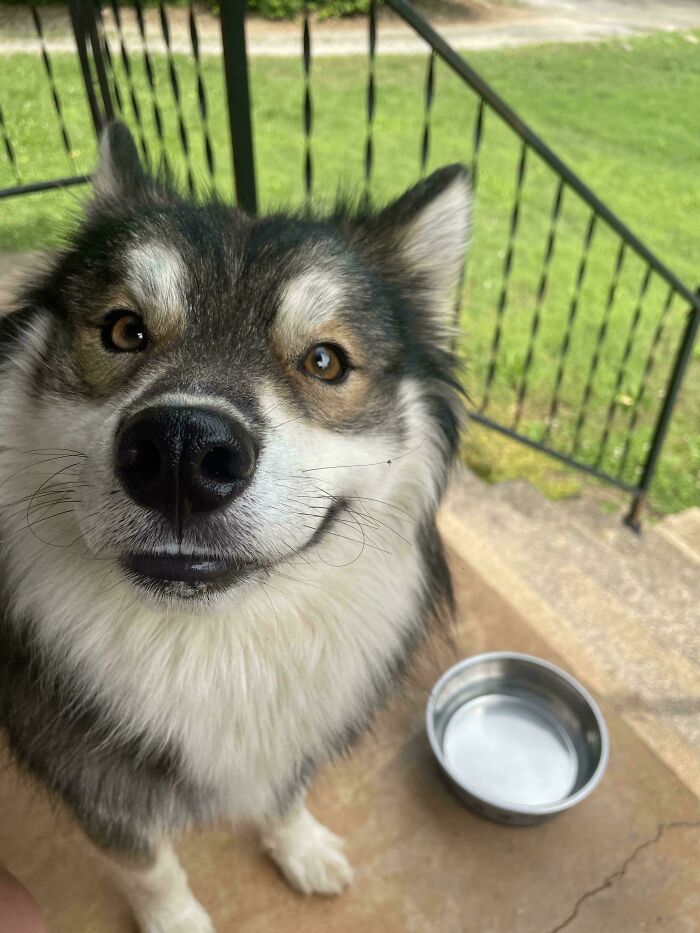 Close-up of a happy dog sitting near a water bowl outdoors, showing how dogs make our lives better with their presence.