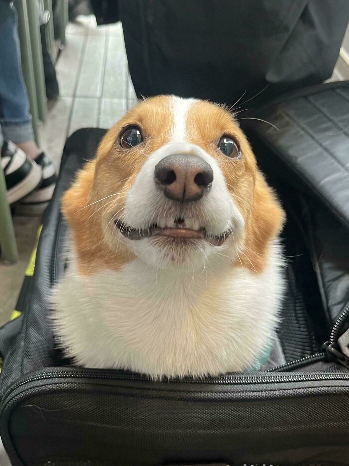 Happy brown and white dog with a smiling expression sitting inside a black bag showing how dogs make our lives better