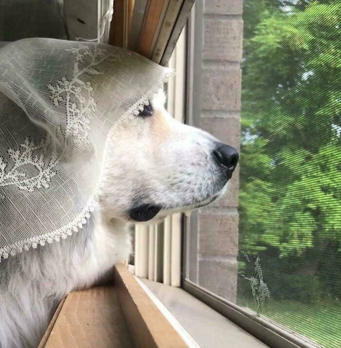 Dog wearing lace curtain on its head looking out window, capturing the joy dogs bring to our lives.