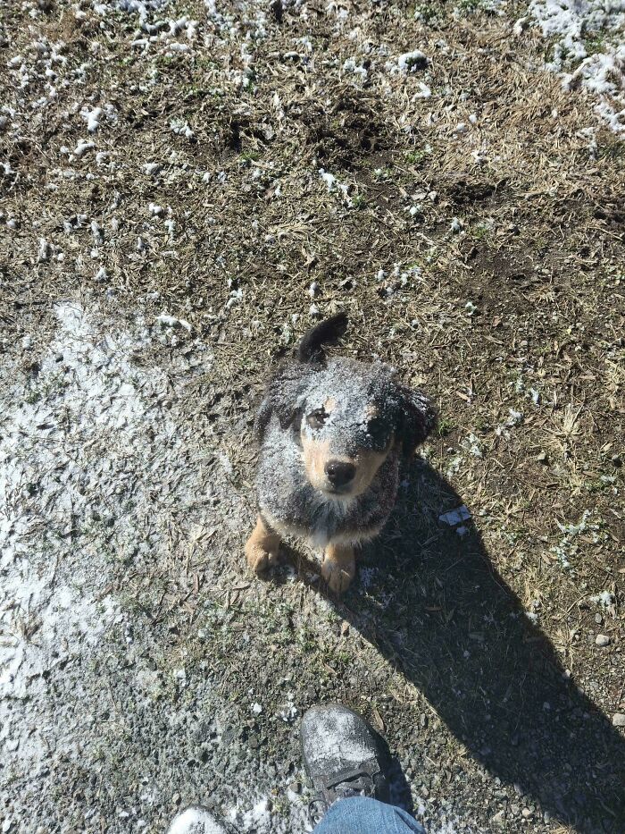 Puppy covered in snow looks up while standing on partially snowy ground near a person's feet, showing dogs make our lives better.