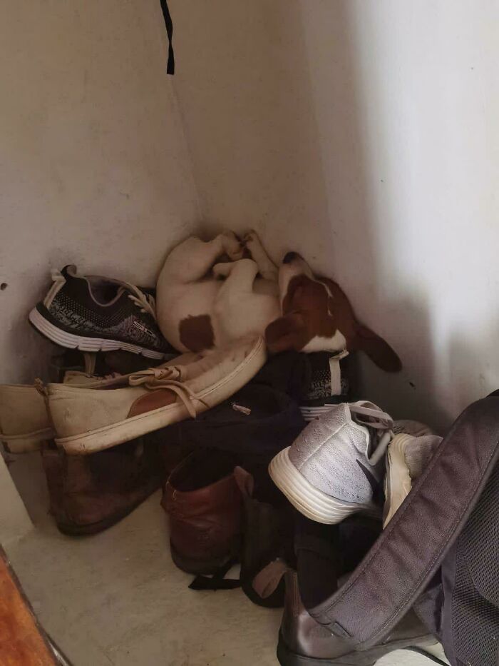 Puppy curled up and sleeping peacefully among various shoes in a corner, showing how dogs make our lives better.