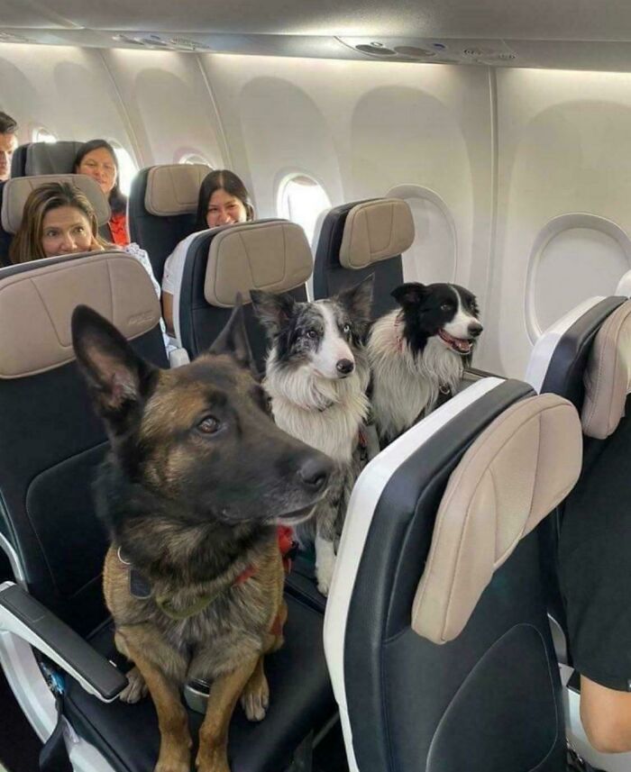 Three dogs sitting on airplane seats while passengers smile, showing how dogs make our lives better and bring joy.