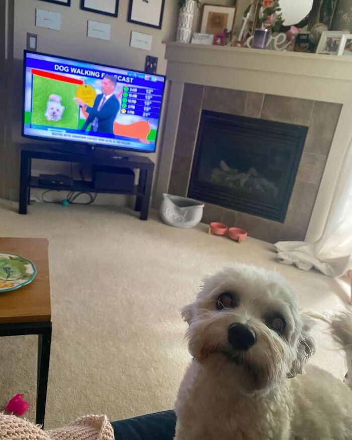 Small white dog looking at the camera in a living room with a TV showing a dog walking forecast on screen.