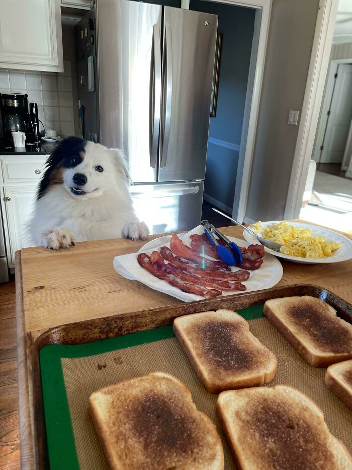 Fluffy dog eagerly looking over kitchen counter at breakfast with bacon, eggs, and burnt toast showing dogs improve our lives.