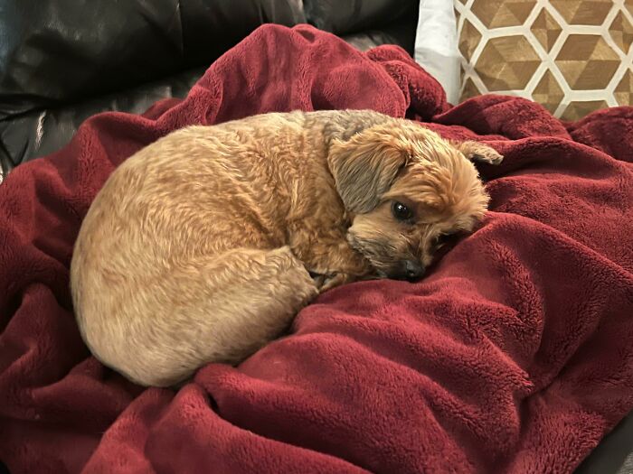 Small brown dog curled up and resting on a soft red blanket, showing how dogs make our lives better every day.