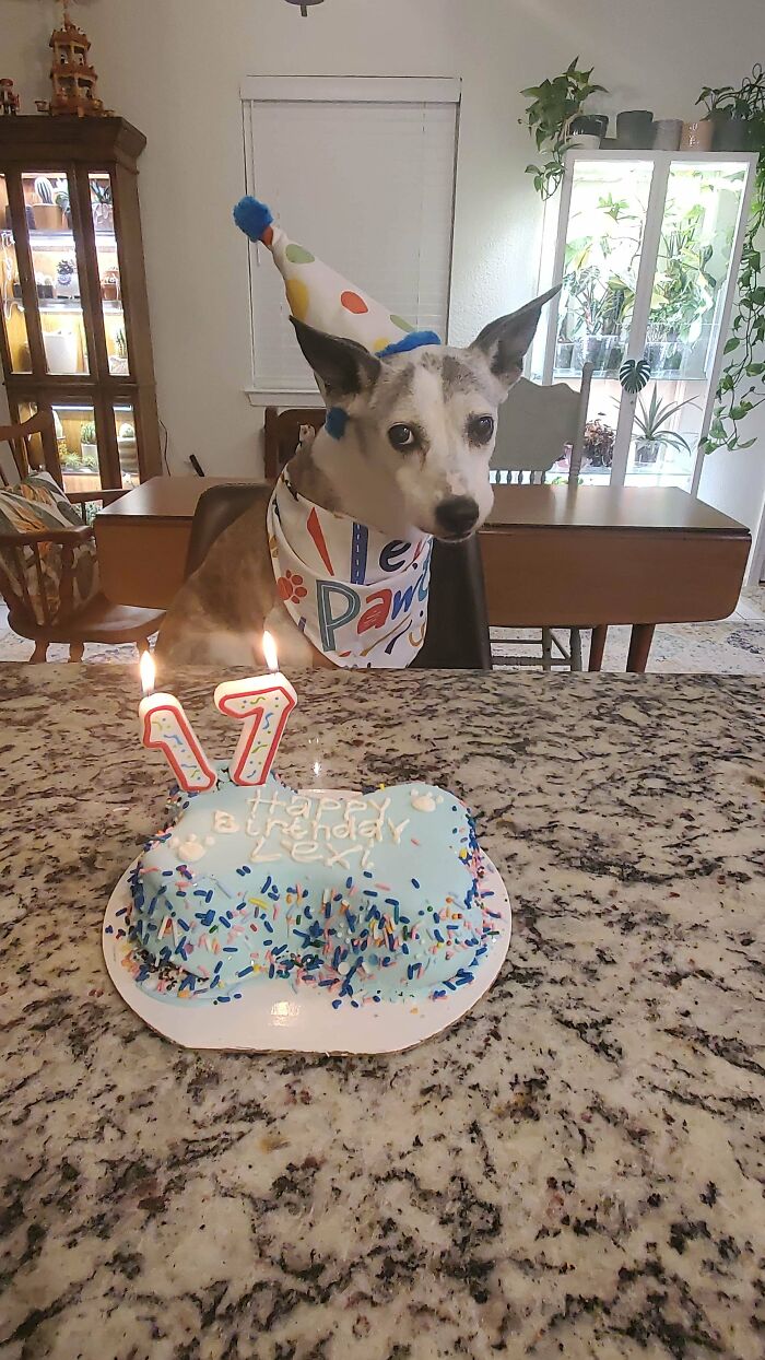 Dog wearing a birthday hat and bandana sitting behind a bone-shaped cake with candles celebrating a special day.