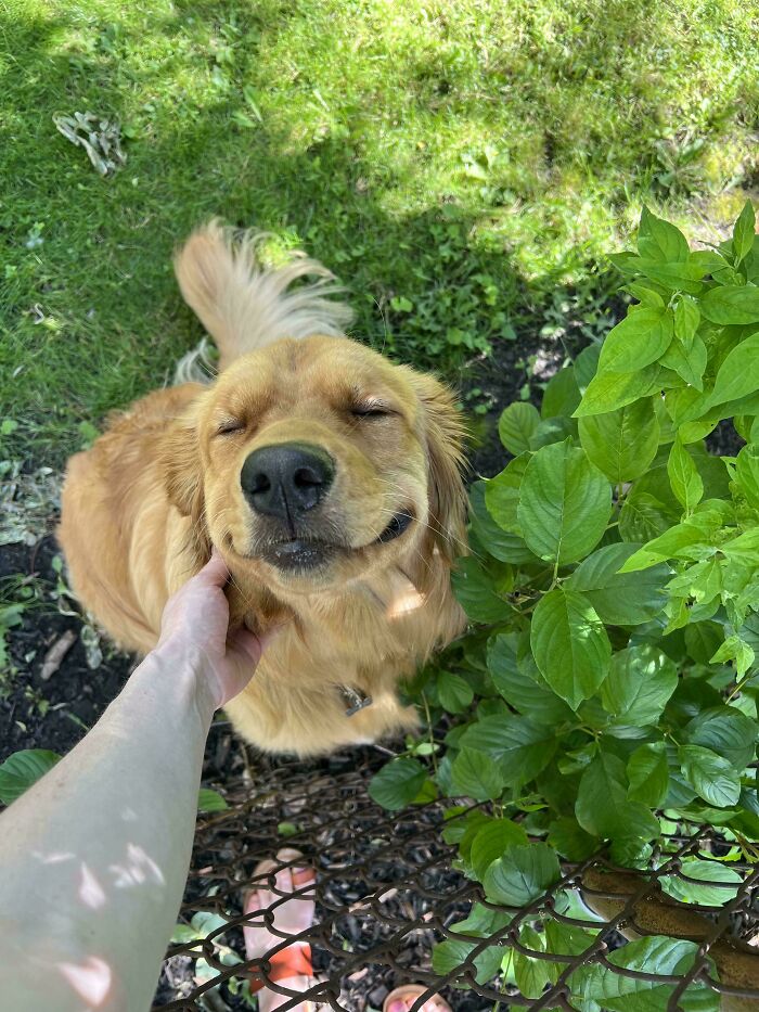 Golden retriever enjoying a gentle scratch in a sunlit garden, showing how dogs make our lives better with joy.