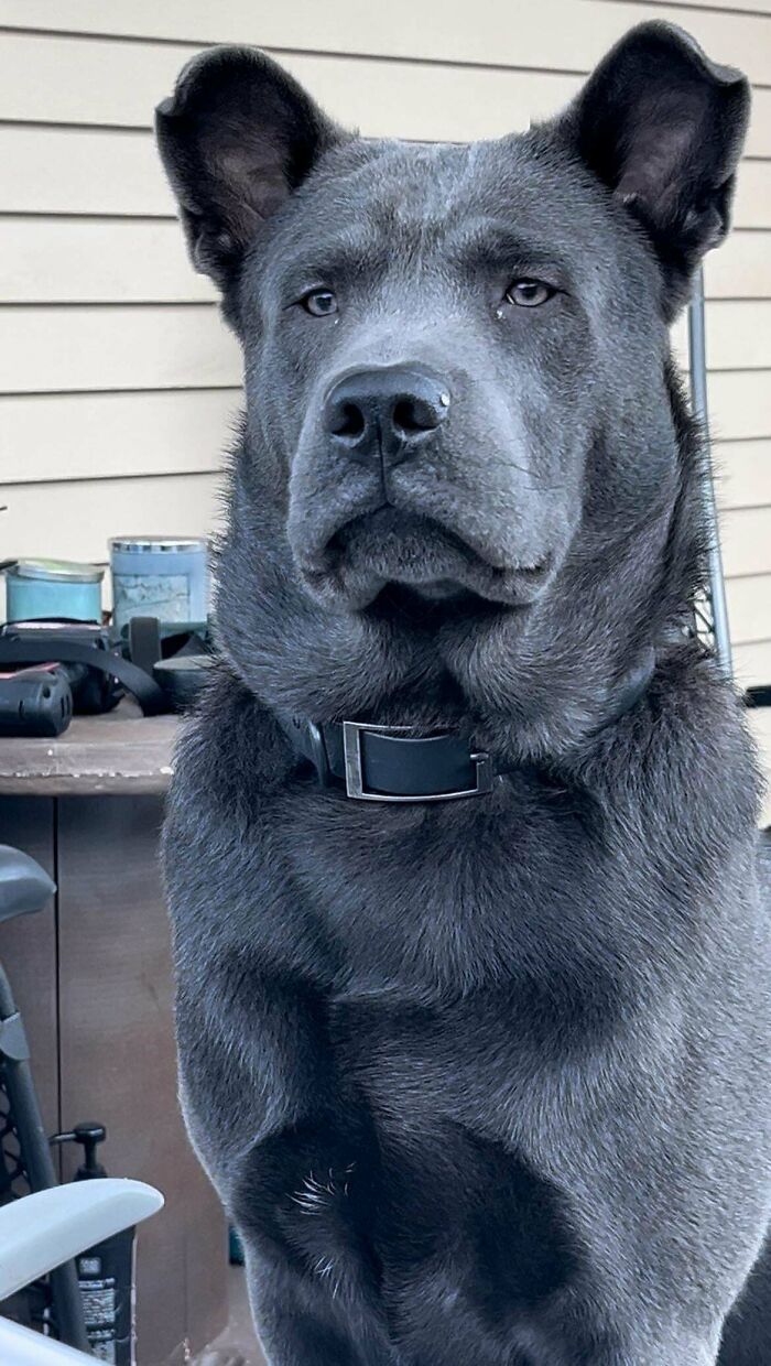 Large grey dog with a black collar sitting outdoors, showcasing why dogs make our lives better in a close-up portrait.