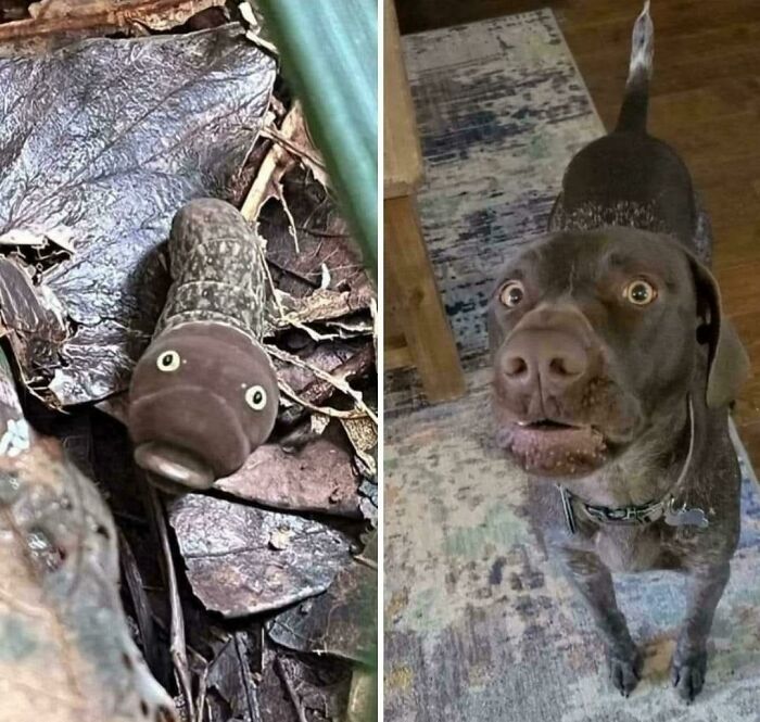 Odd mushroom with face-like features in forest and curious dog looking up indoors, showing dogs make our lives better.