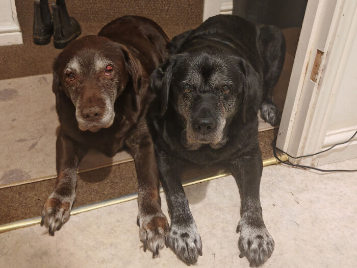 Two elderly dogs lying side by side indoors, highlighting how dogs make our lives better and bring joy.