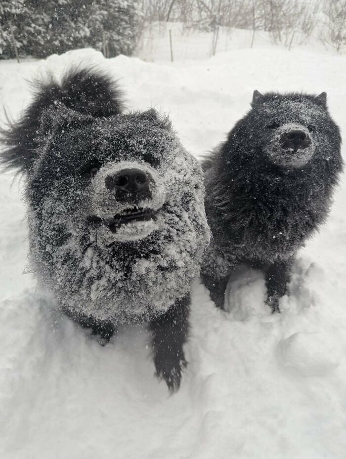 Two fluffy dogs covered in snow playing joyfully outside in a snowy landscape showing how dogs make our lives better.