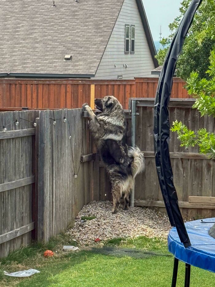 Large fluffy dog standing on its hind legs looking over a wooden fence in a backyard with grass and a trampoline nearby.