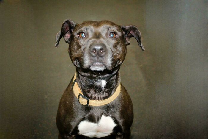 Close-up of a black and white dog wearing a collar, illustrating how dogs make our lives better with their presence.
