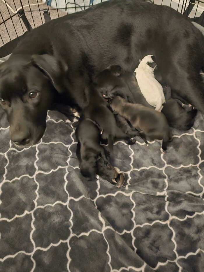 Black dog nursing her litter of puppies on a patterned blanket, showing how dogs make our lives better through family bonds.