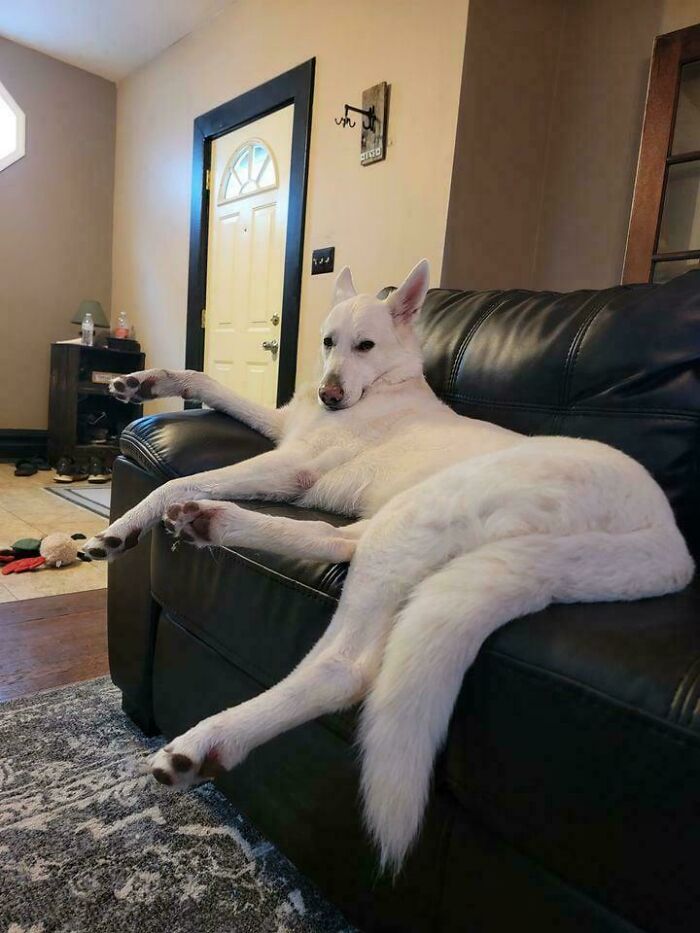 White dog lounging on a black leather couch in a living room, illustrating how dogs make our lives better.