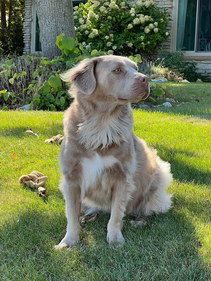 Light brown dog sitting on green grass in a sunny garden, showcasing why dogs make our lives better.