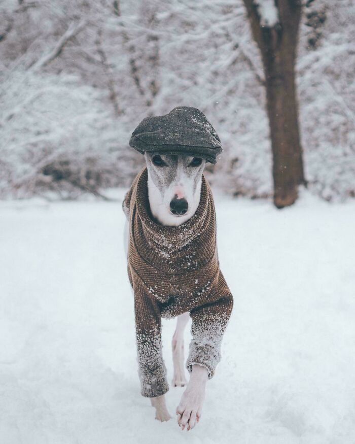 Greyhound dog wearing a brown sweater and cap walking in snowy winter landscape, showing how dogs make our lives better.