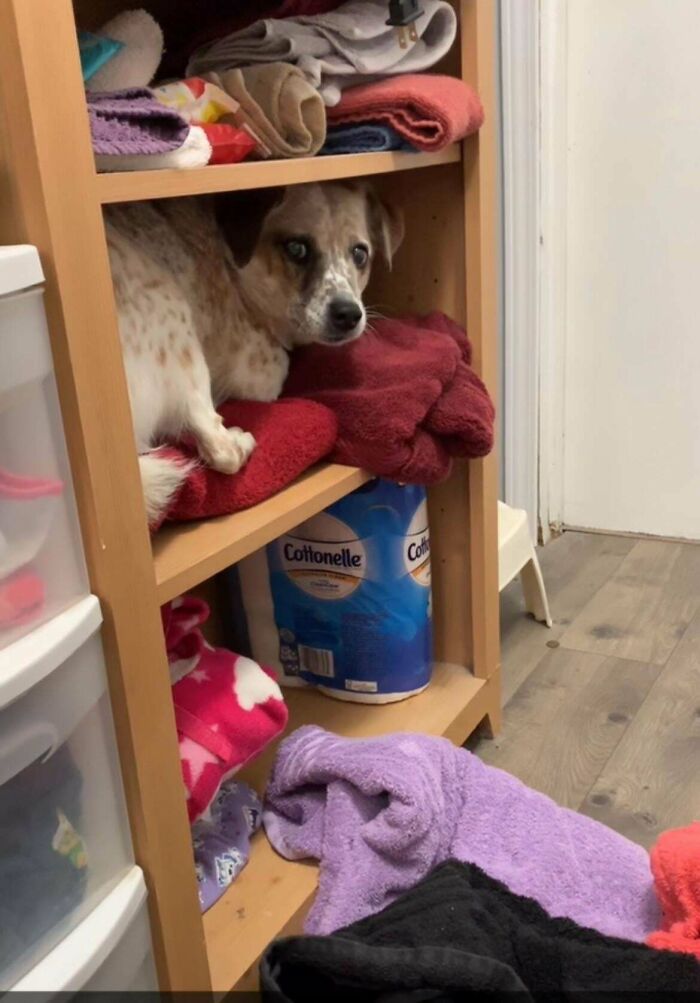 Small spotted dog resting on red towels inside a wooden shelf, illustrating how dogs make our lives better.
