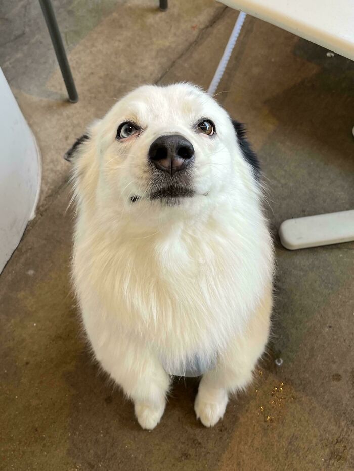 White fluffy dog with heterochromia sitting on the floor looking up, showing how dogs make our lives better.